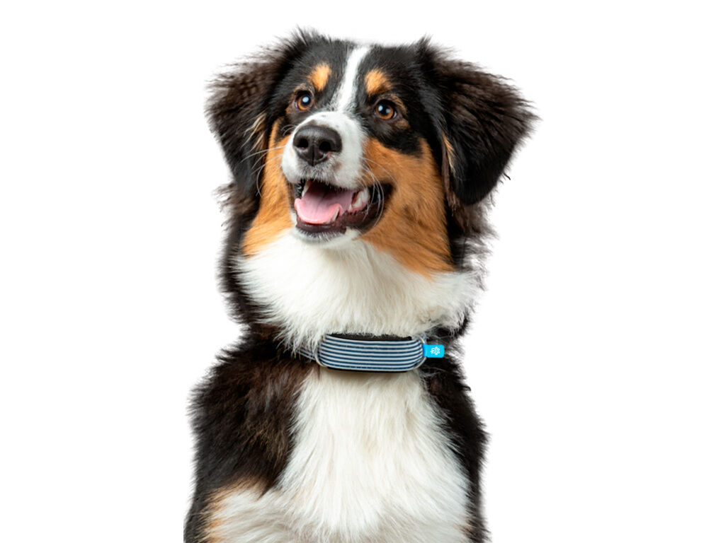 LOCALIZADOR PET INVOXIA GPS PET TRACKER