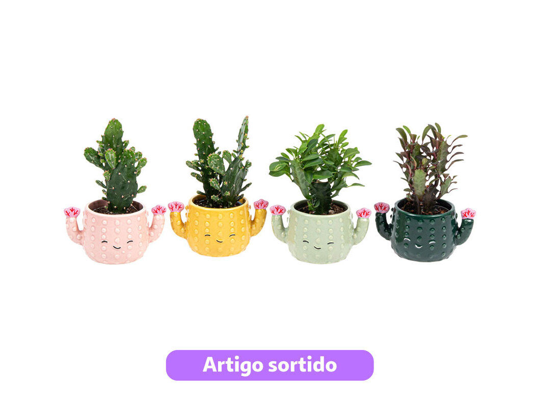 CACTUS MINI MIX VASO CATO VASO 6 MODELOS SORTIDOS
