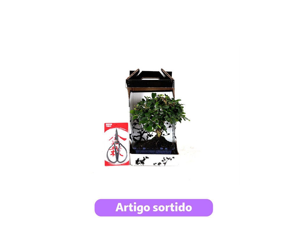BONSAI DE 5 ANOS COM TESOURA LUSO BONSAI EM CAIXA OFERTA MODELOS SORTIDOS