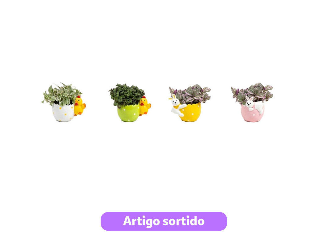 MINI PLANTAS VERDES MIX EM VASO CER&Acirc;MICA VASO 6 MODELOS SORTIDOS