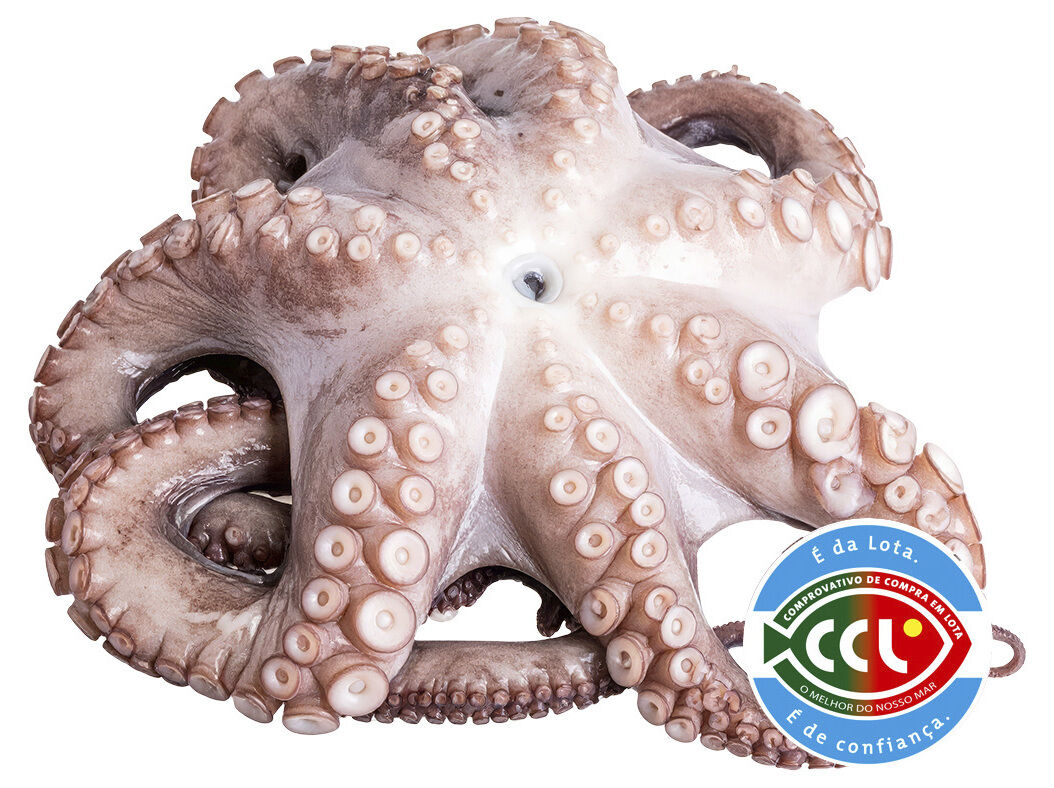 POLVO GRANDE INTEIRO +5KG