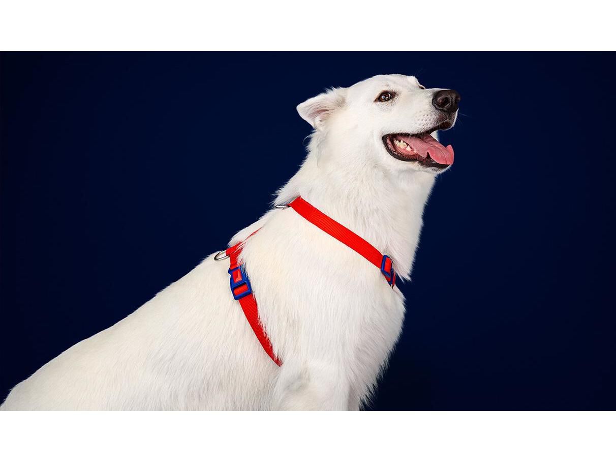 ARN&Ecirc;S PARA C&Atilde;O DASHI ELEMENTS RED L image number 1