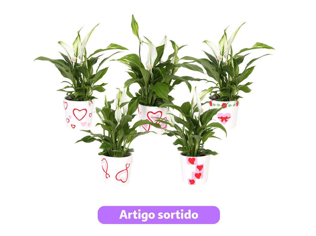 MINI SPATHIPHYLLUM EM VASO DECORADO VASO 7 MODELOS SORTIDOS
