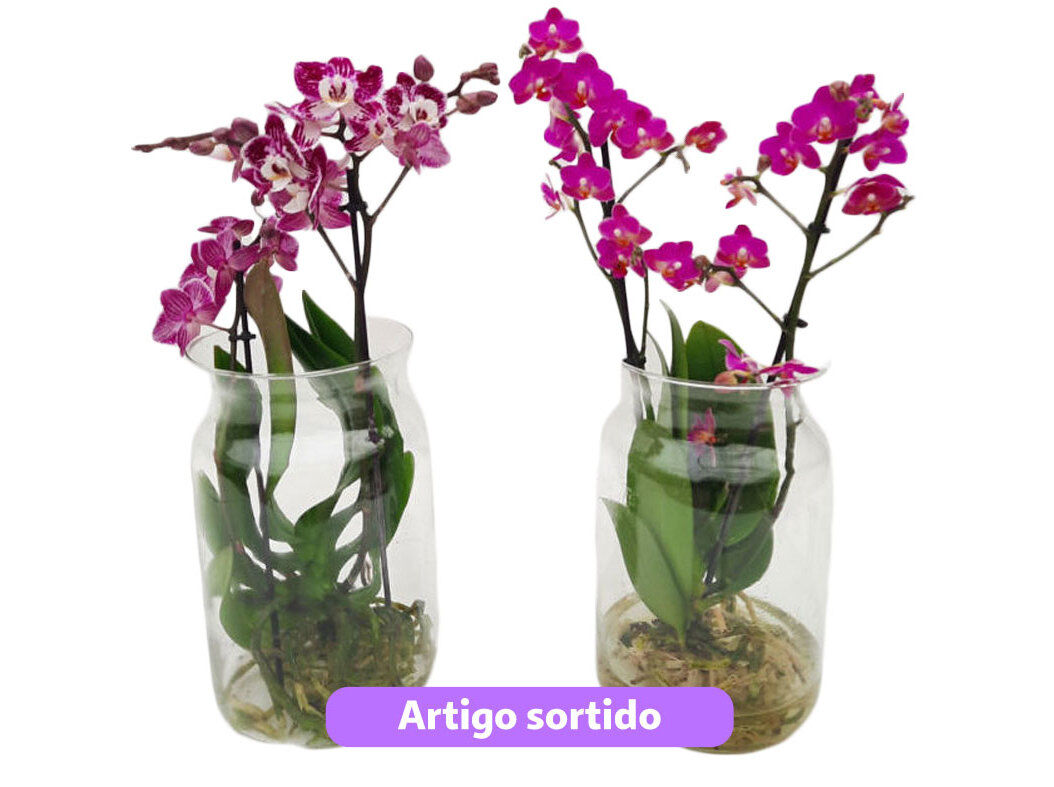 PHALAENOPSIS MIX HIDRO EM FRASCO VIDRO VASO 15 MODELOS SORTIDOS