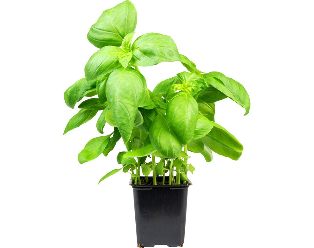 MANJERIC&Atilde;O EM VASO UN image number 0