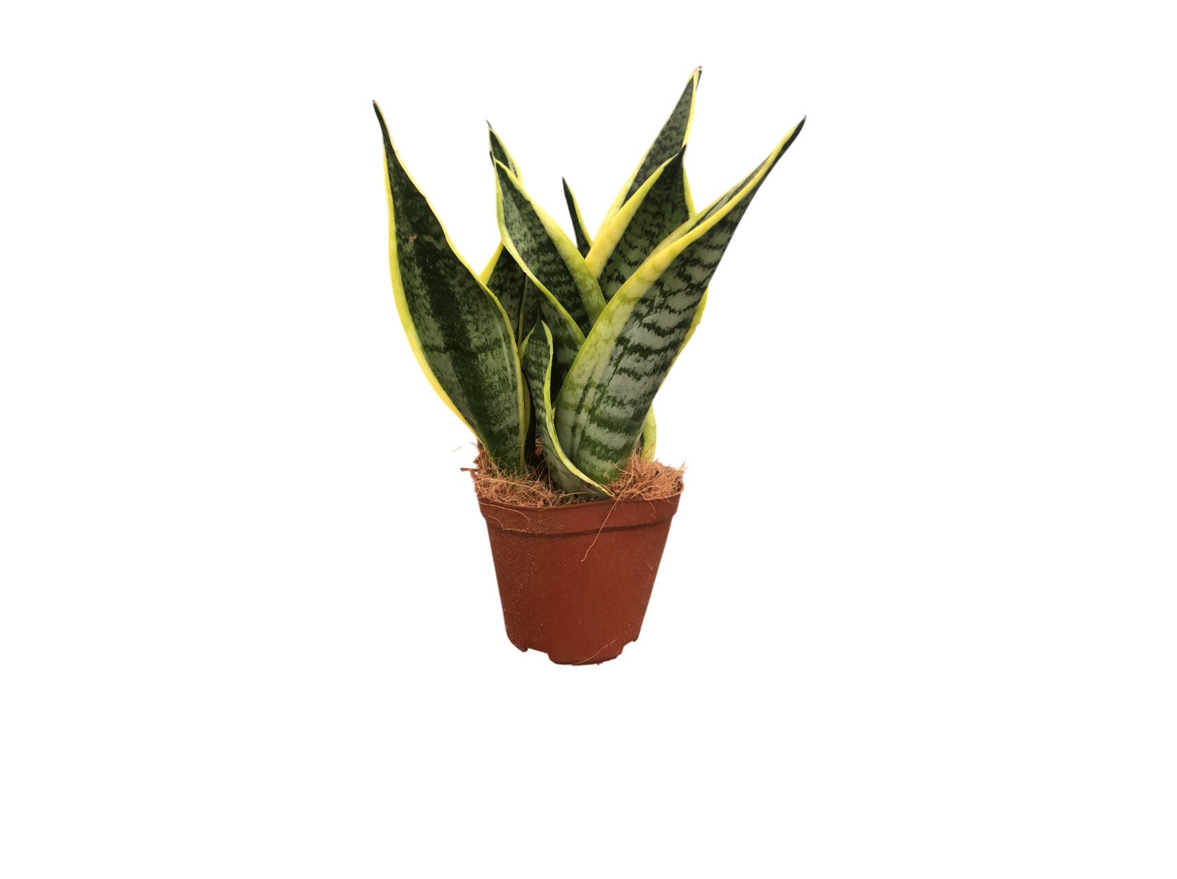 SANSEVIERIA (ESPADA-DE-S&Atilde;O JORGE) VASO 12 image number 1