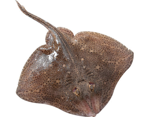 Raia Grande Kg | Auchan