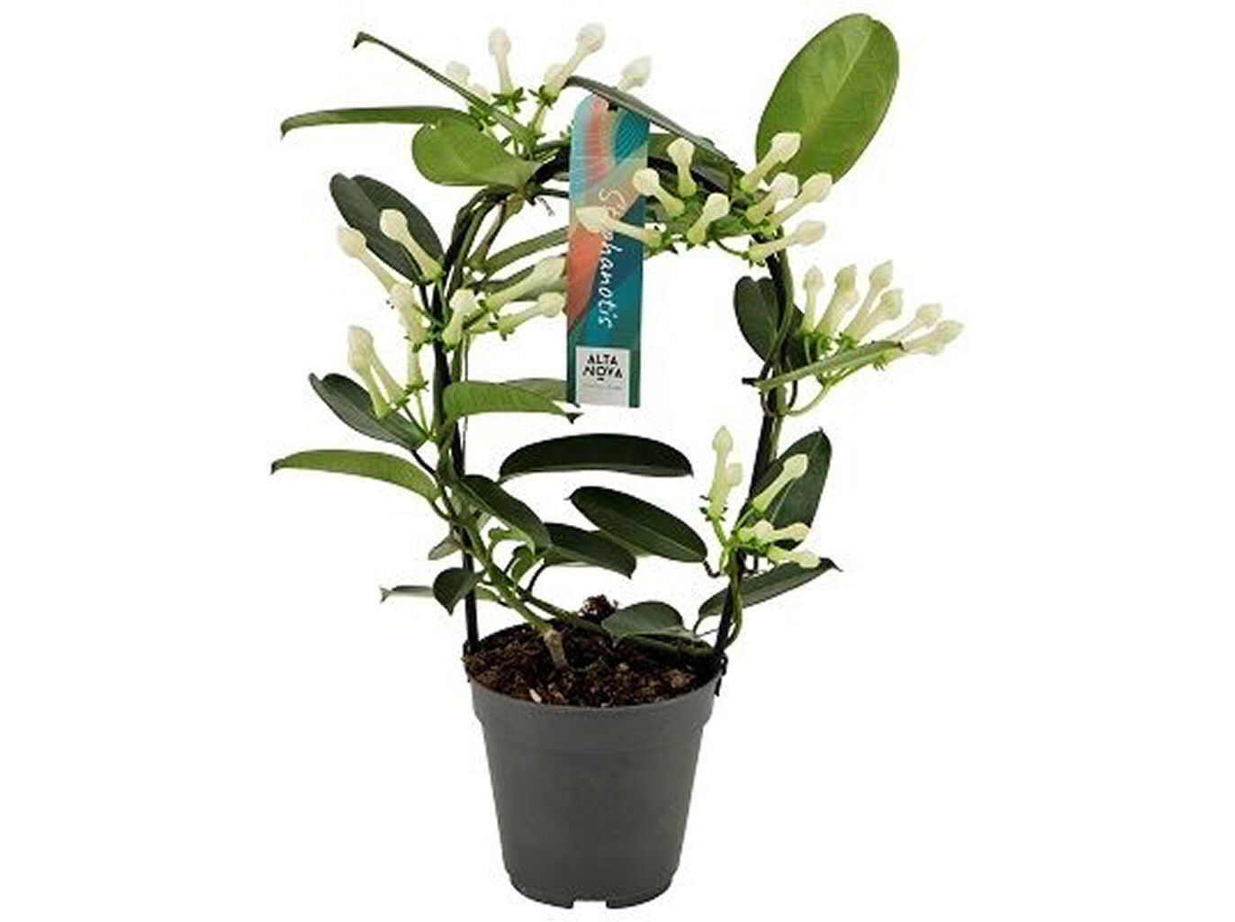 STEPHANOTIS (JASMIM-DE- MADAGASCAR) VASO 12 image number 1