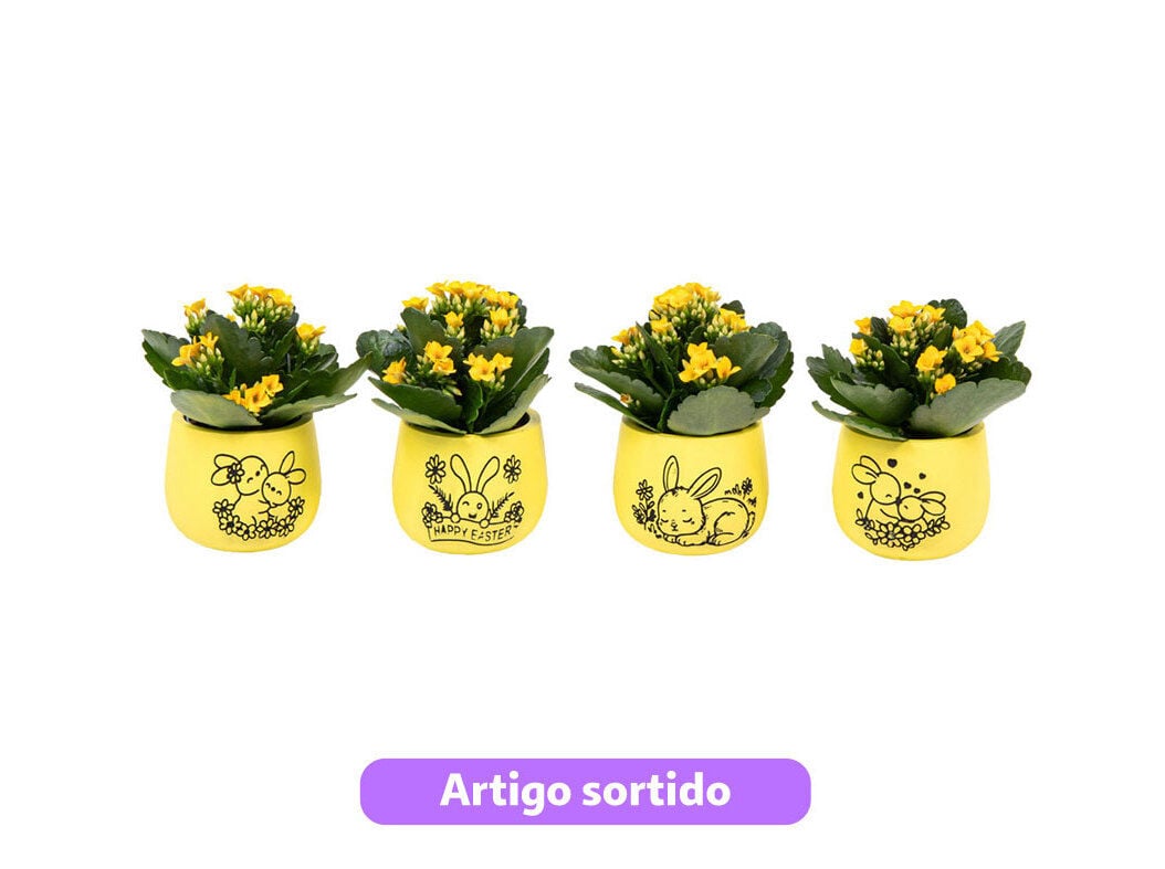 MINI KALANCHOE DECORA&Ccedil;&Atilde;O P&Aacute;SCOA VASO CER&Acirc;MICA VASO 6 MODELOS SORTIDOS