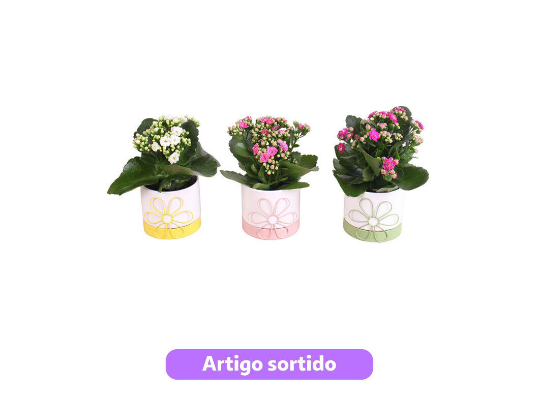 KALANCHOE MIX VASO CER&Acirc;MICA VASO 13 MODELOS SORTIDOS