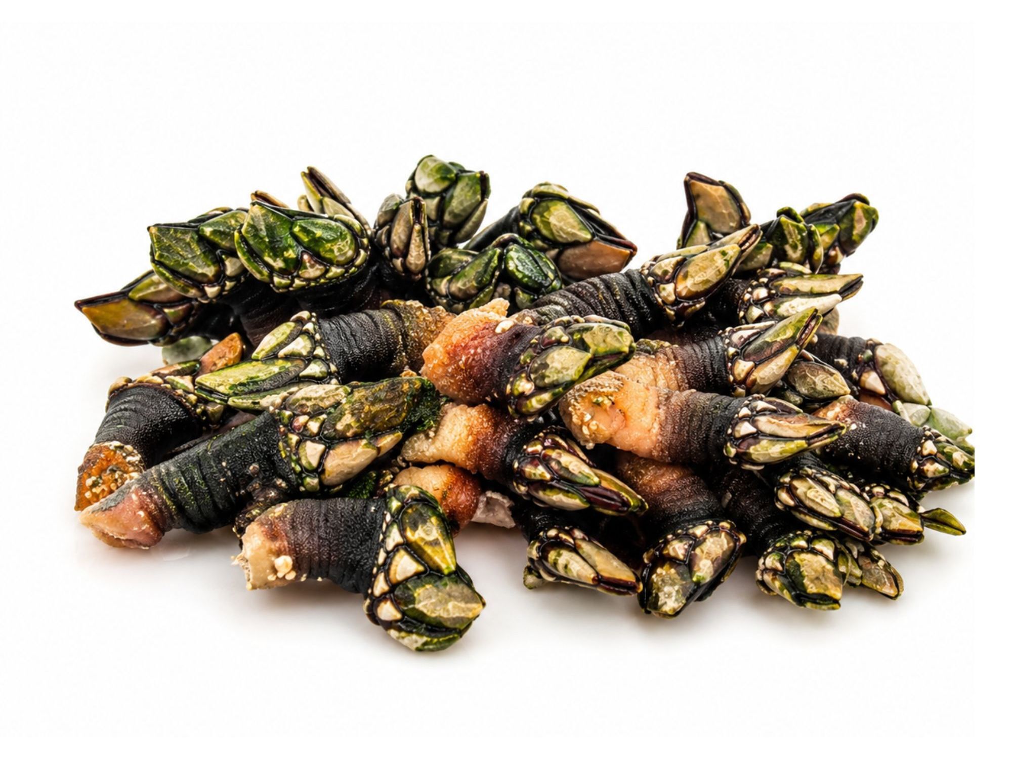 PERCEBES COZIDOS KG