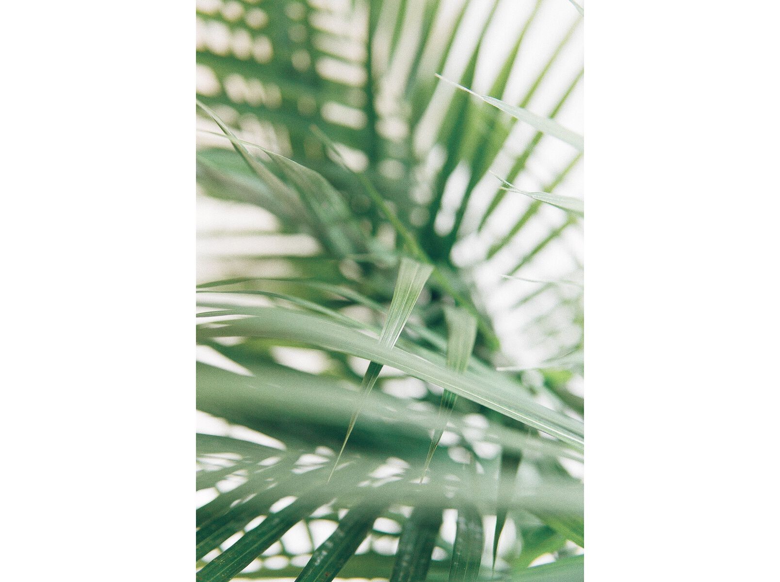 Desodorizante Roll-on Pure & Natural NIVEA 50 ml image number 2