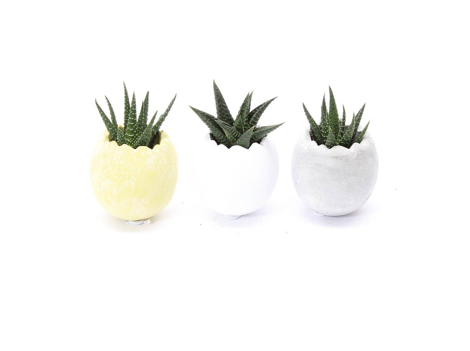 HAWORTHIA (PLANTA-ZEBRA) EM OVO DE PASCOA VASO 6 MODELOS SORTIDOS image number 1