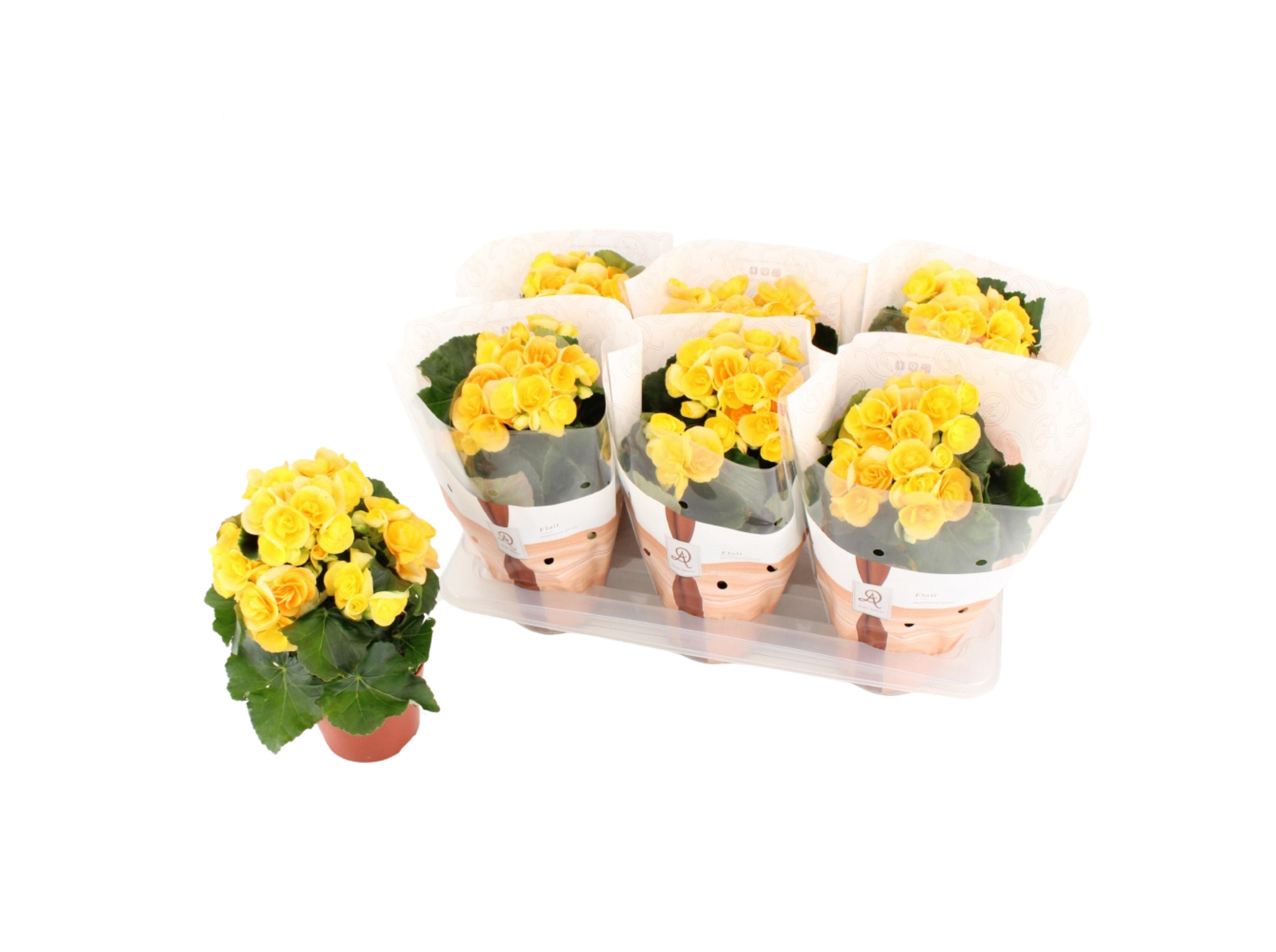 BEGONIA ELIATOR AMARELO VASO 14 image number 1