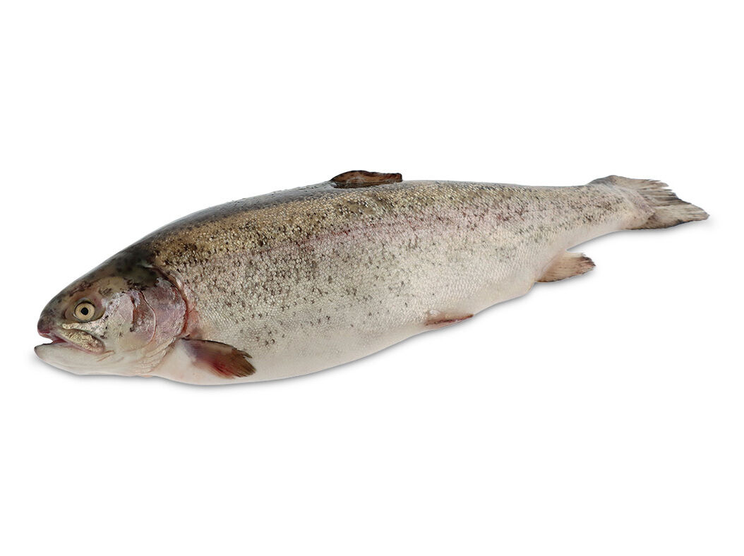 TRUTA SALMONADA 800/1600 KG image number 0