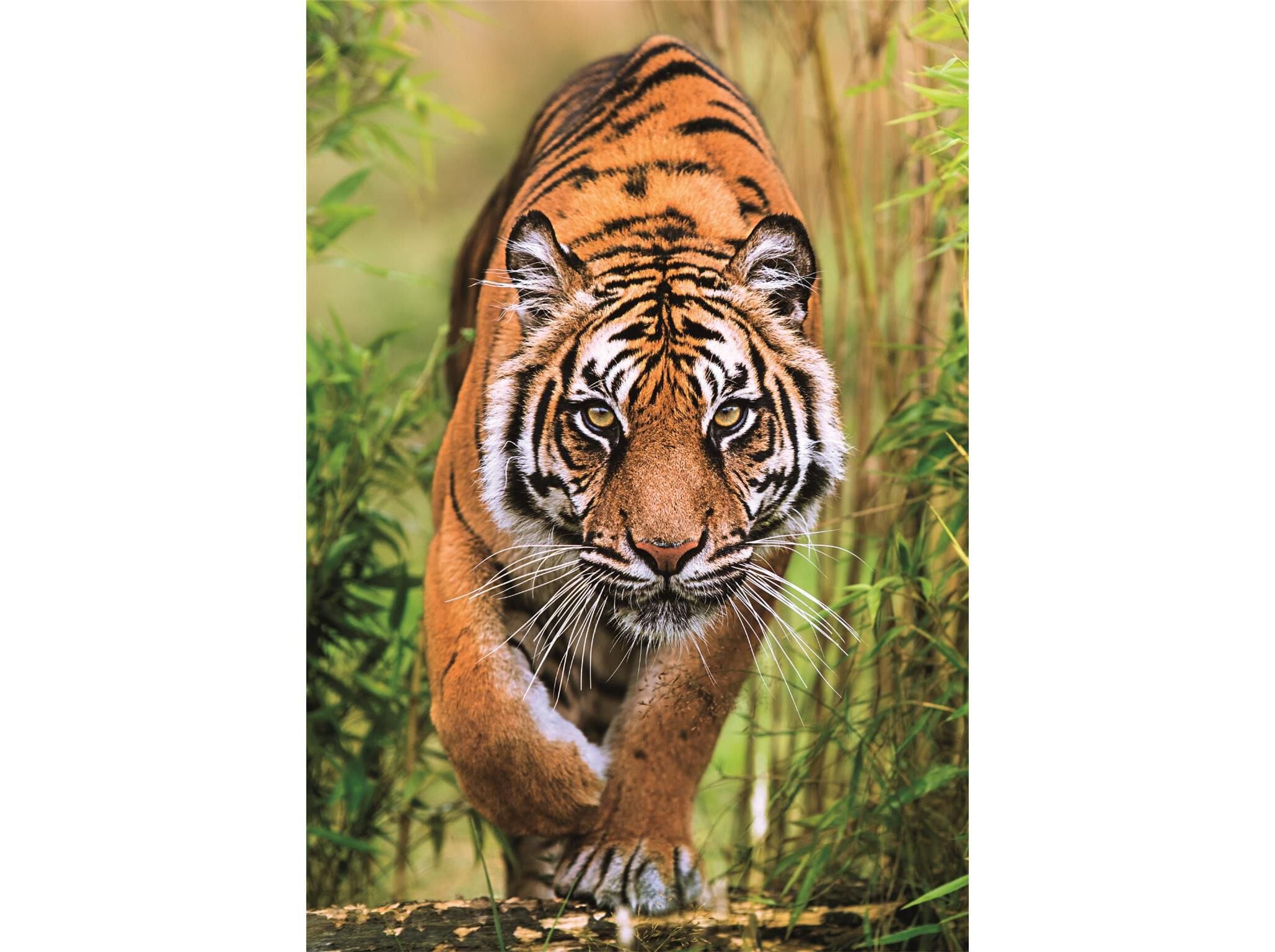 PUZZLE HQC CLEMENTONI THE HUNTER'S PATH 1000 P&Ccedil;S image number 1