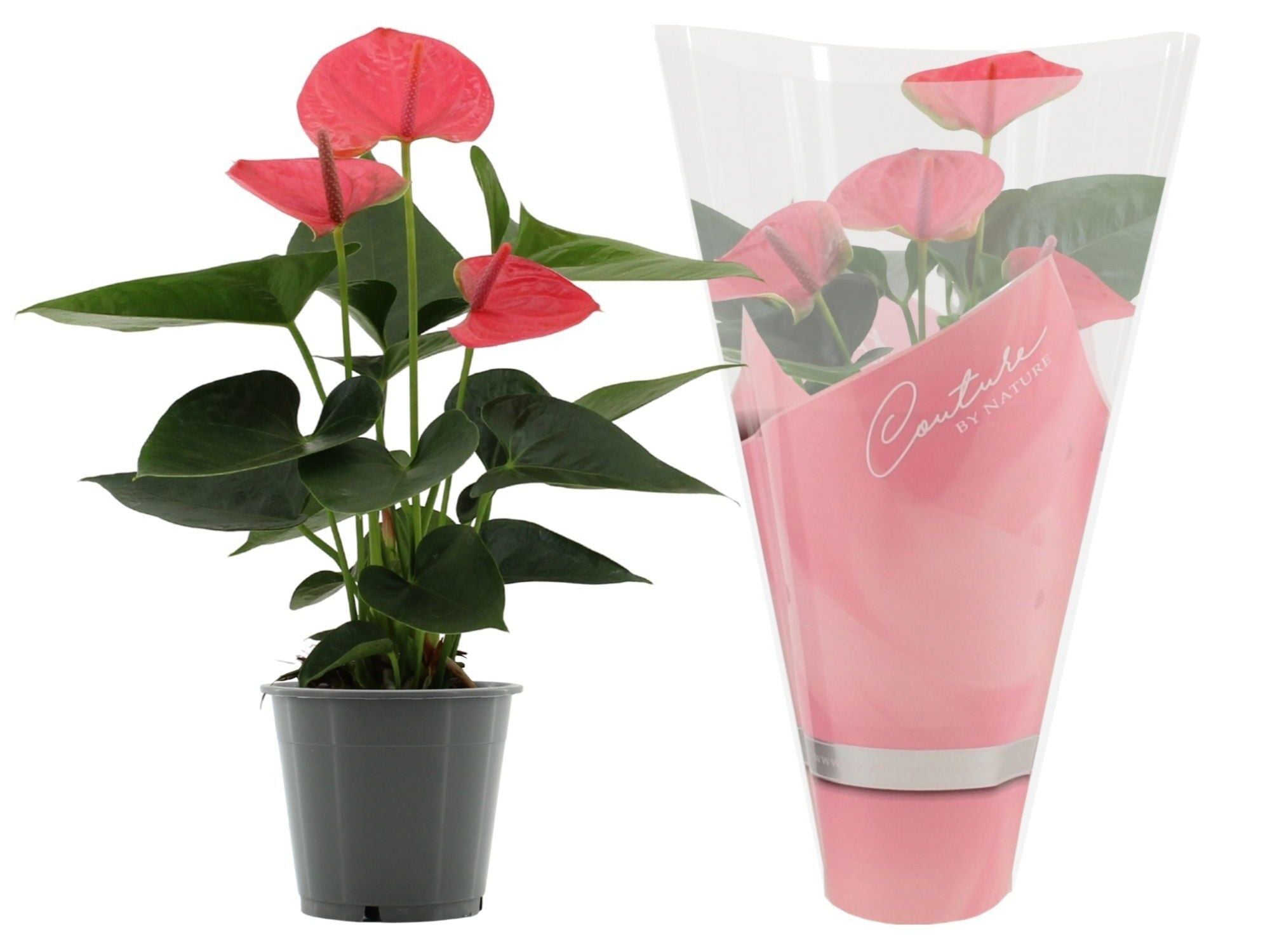 ANTHURIUM (FLOR-FLAMINGO) ROSA VASO 12 image number 1