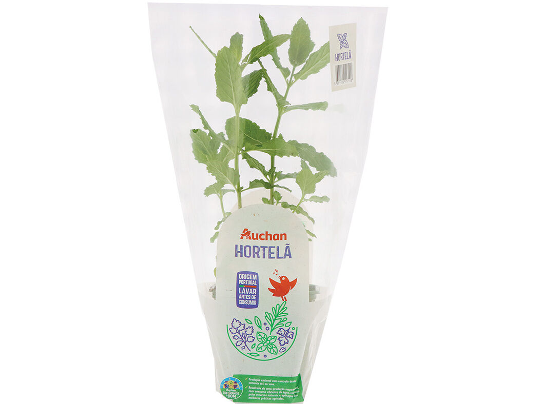 HORTEL&Atilde; VASO AUCHAN CULTIVAMOS O BOM