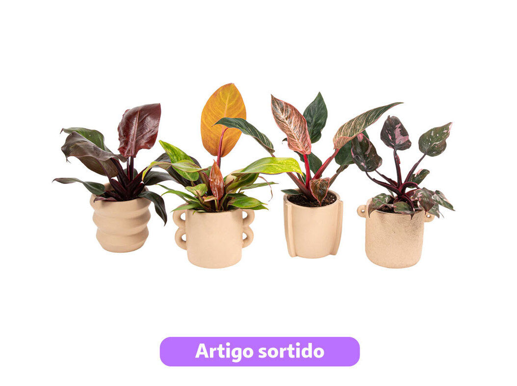 MINI PHILODENDRON MIX EM VASO CER&Acirc;MICA VASO 9 MODELOS SORTIDOS
