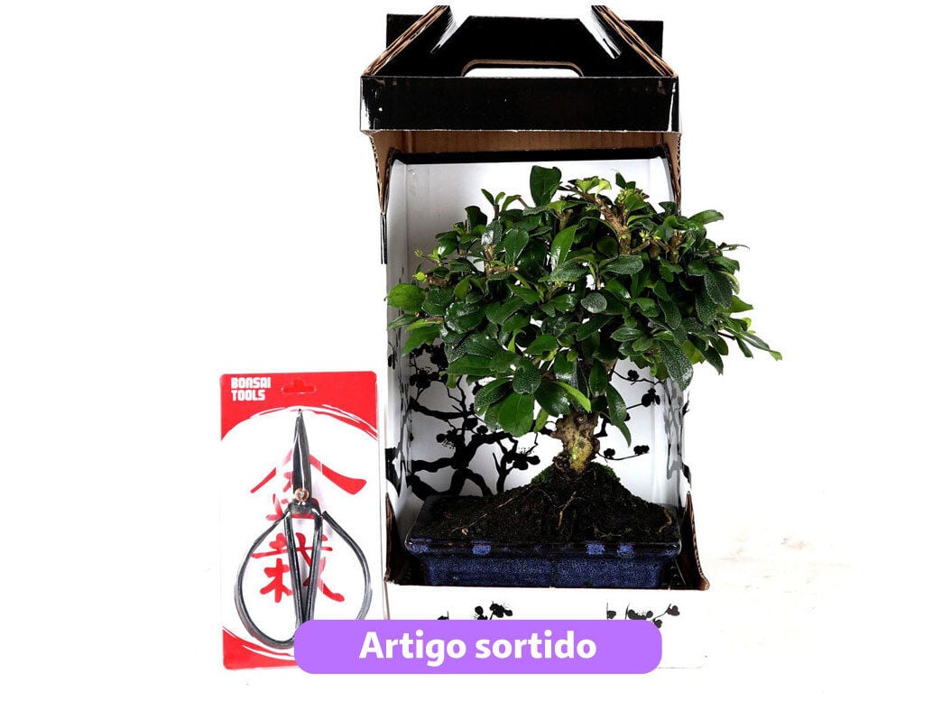 BONSAI DE 5 ANOS COM TESOURA LUSO BONSAI EM CAIXA OFERTA MODELOS SORTIDOS