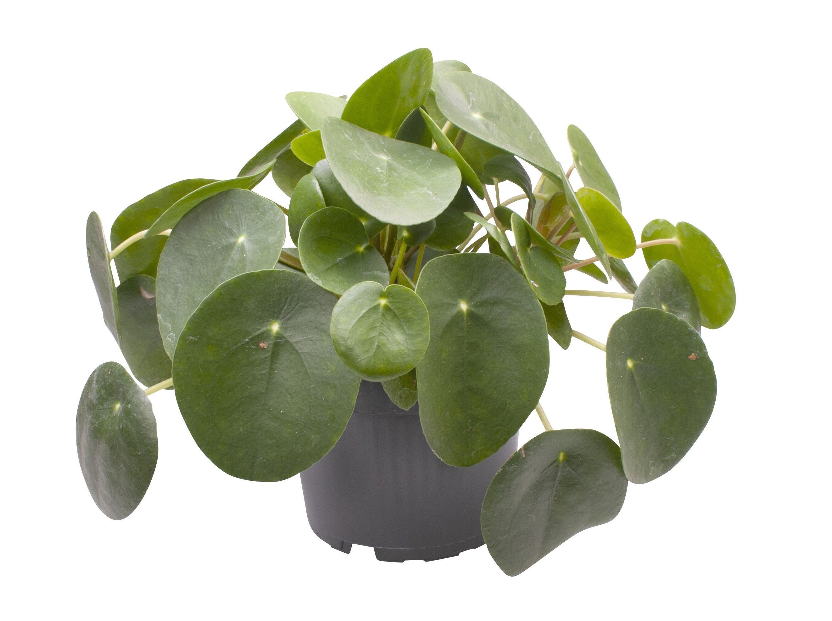 PILEA PEPEROMIOIDES (PLANTA-CHINESA-DO-DINHEIRO) V.12