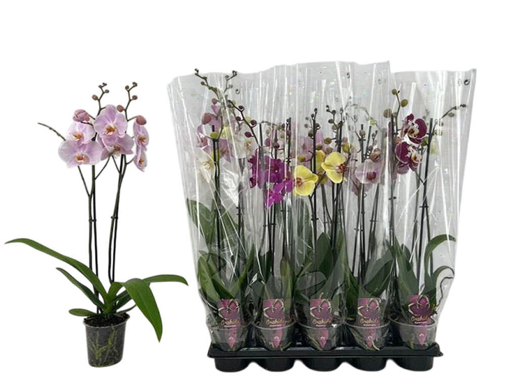 PHALAENOPSIS 2 HASTES VASO12 CORES SORTIDAS image number 1