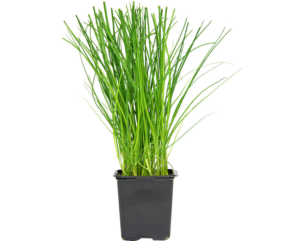 CEBOLINHO EM VASO UN