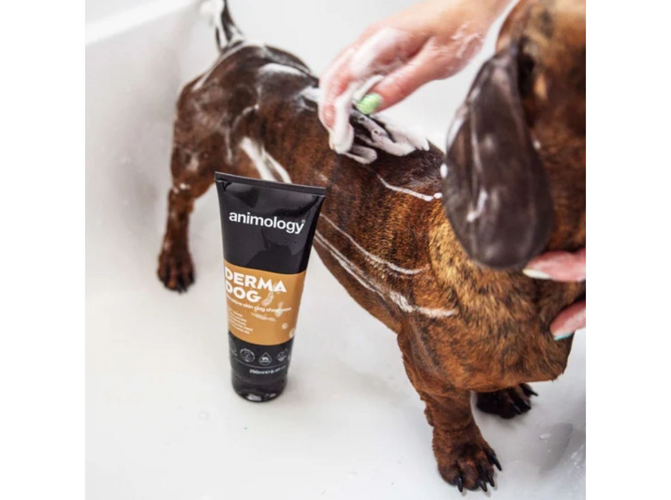 CHAMP&Ocirc; C&Atilde;O ANIMOLOGY DERMA DOG 250ML image number 1