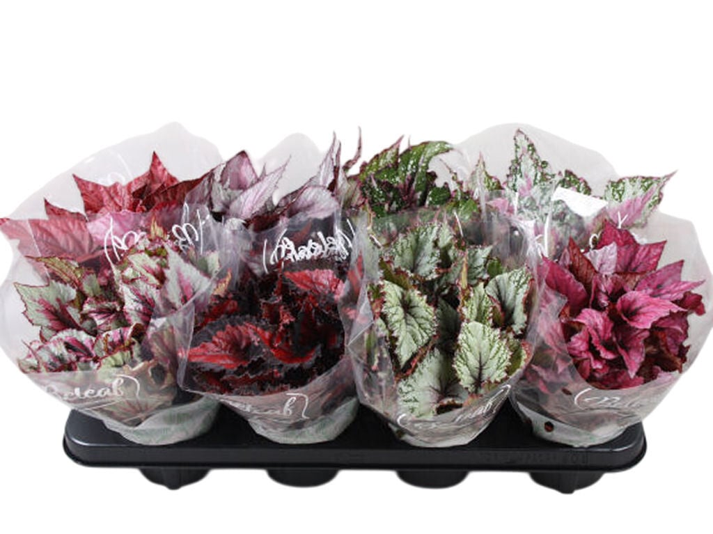 BEGONIA REX MIX VASO 12 MODELOS SORTIDOS image number 1