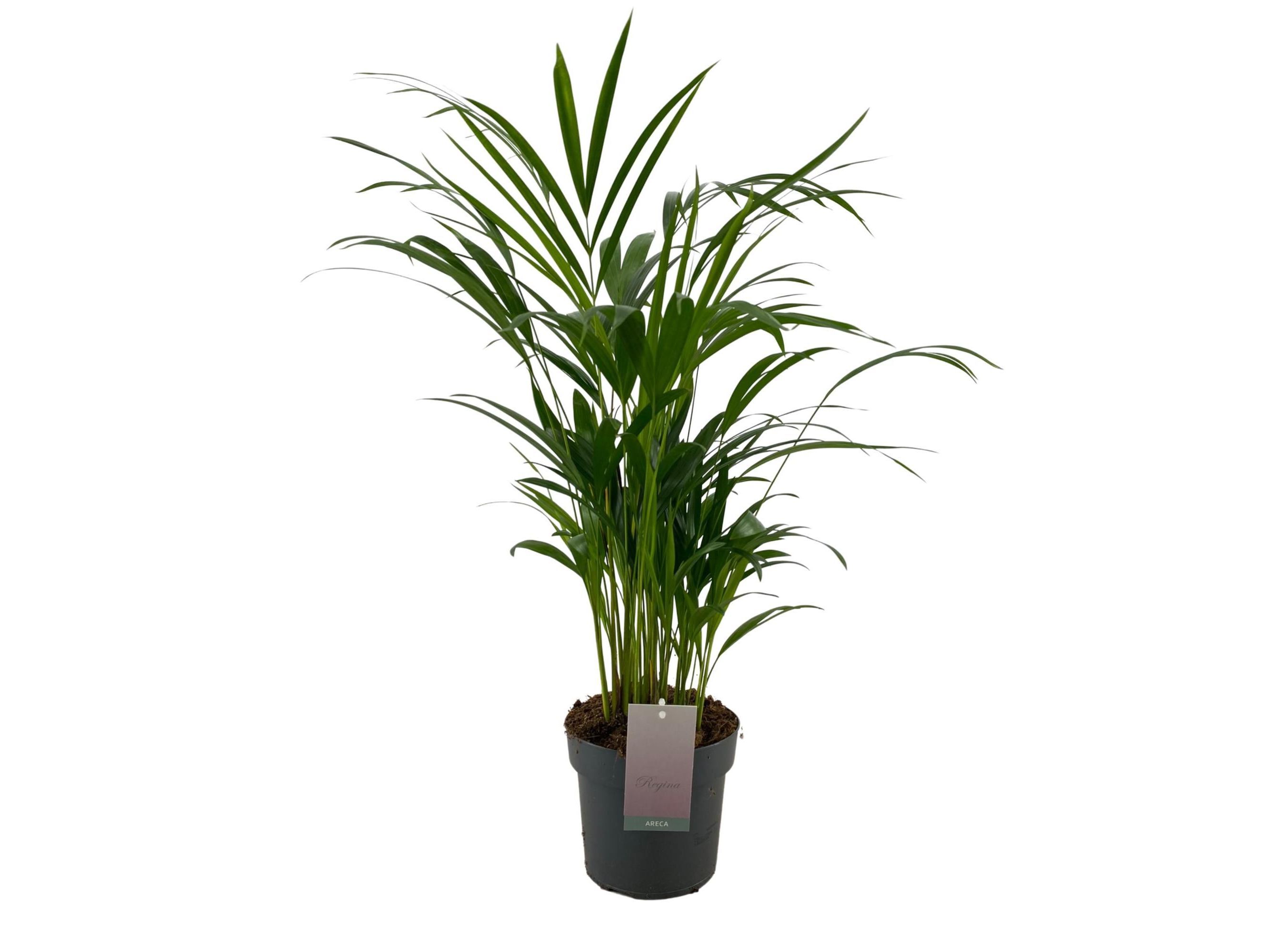 DYPSIS LUTESCENS VASO 17