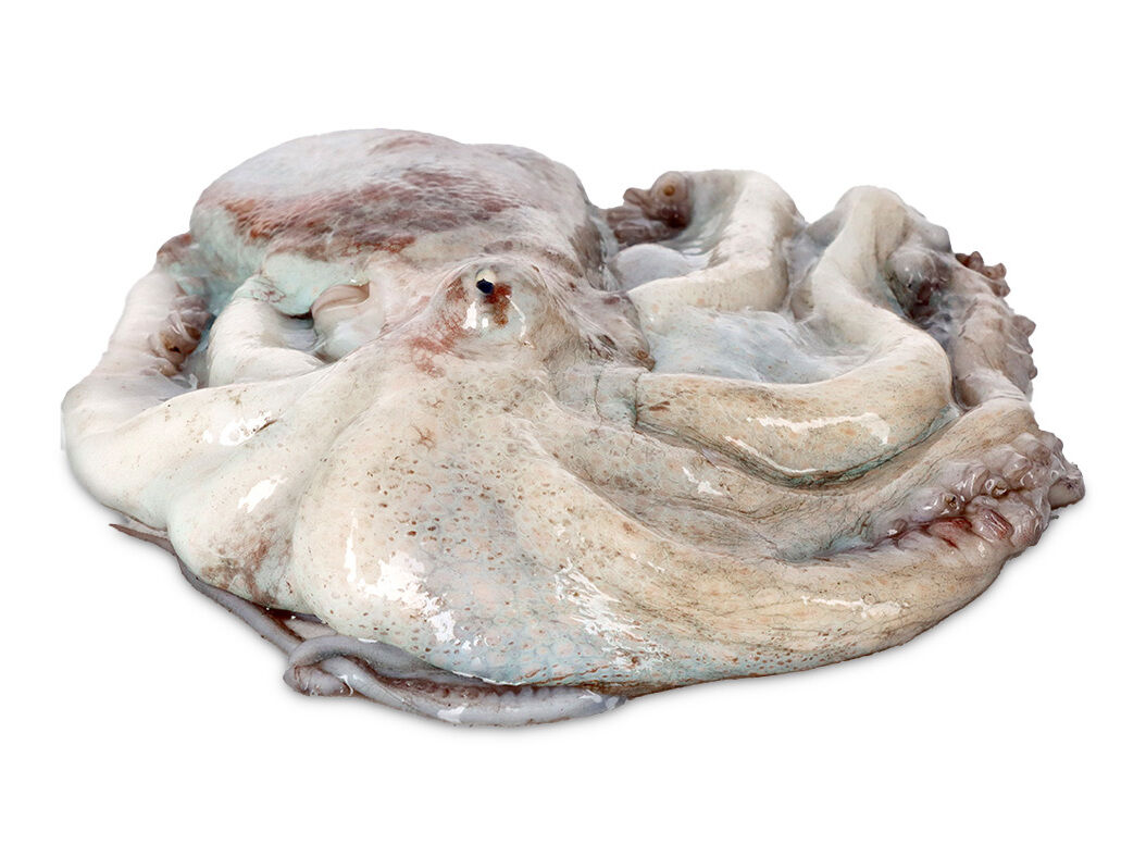 POLVO M&Eacute;DIO KG