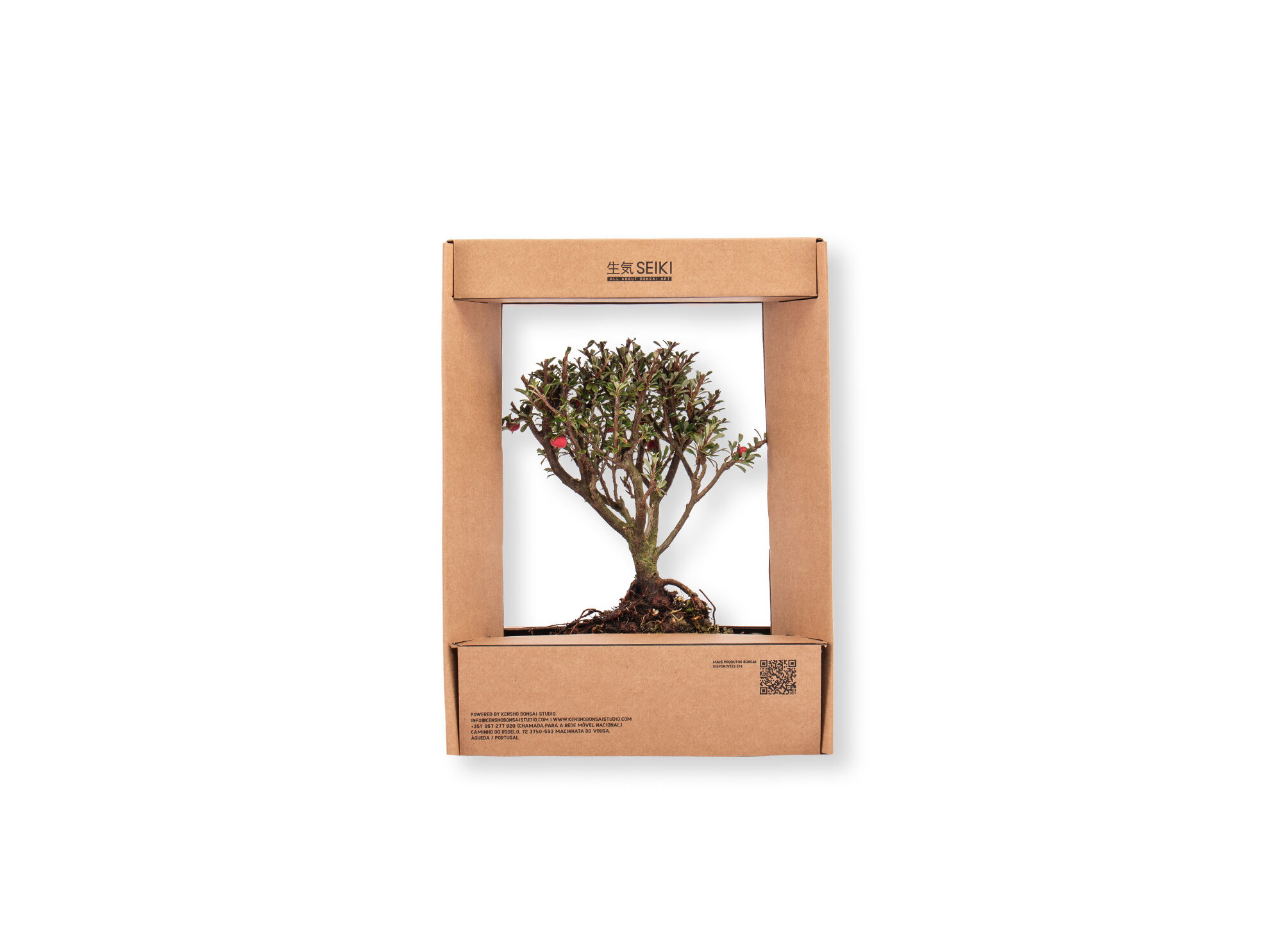 BONSAI MIX SEIKI EM GIFT BOX TAMANHO S NATAL image number 2