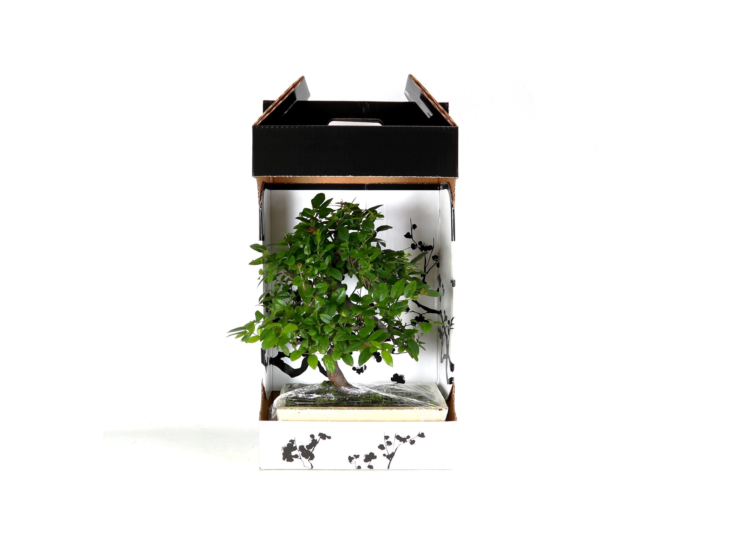 BONSAI 10 ANOS PLANTA INTERIOR EM CAIXA OFERTA