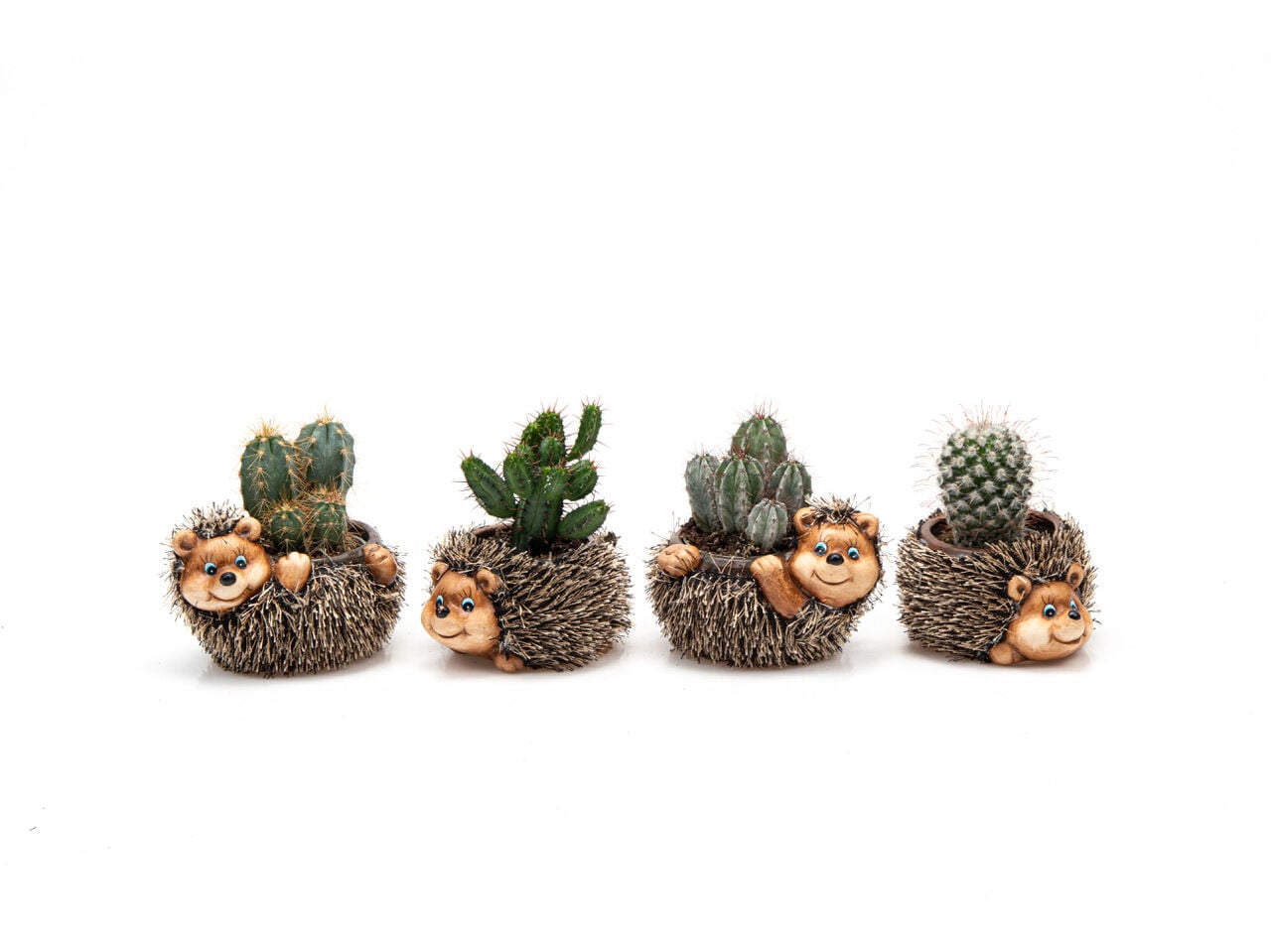 MINI CACTUS OFERTA VASO OURI&Ccedil;O VASO 6CM MODELOS SORTIDOS