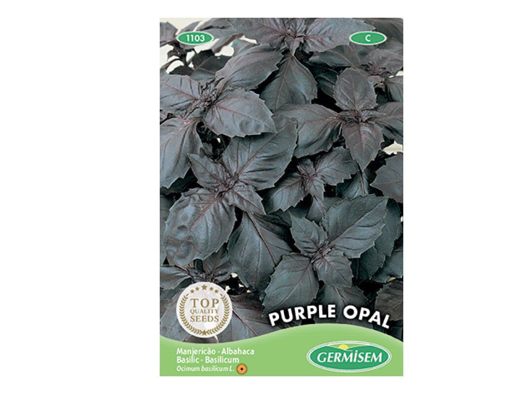 SEMENTES SOMELITE MANGERICAO ROXO OPAL image number 0