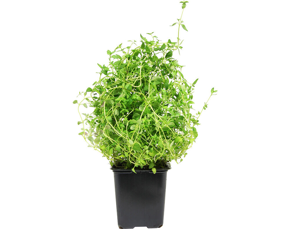 TOMILHO EM VASO UN image number 0