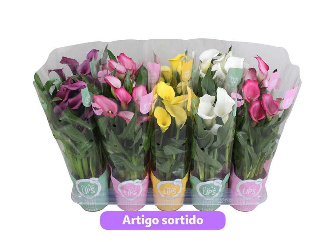 ZANTEDESCHIA AETHIOPICA (JARRO) VASO 12 CORES SORTIDAS