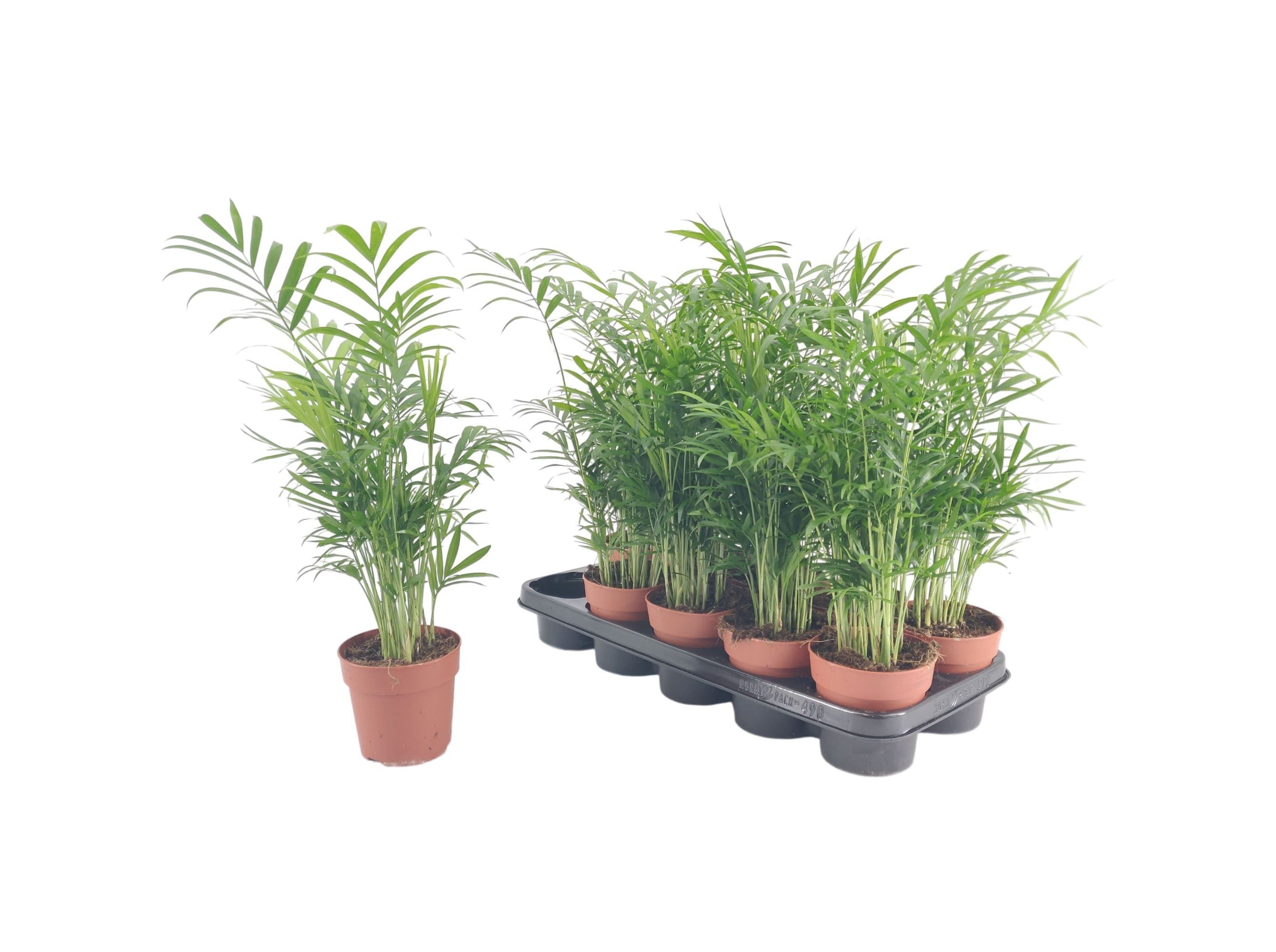 CHAMAEDOREA ELEGANS VASO 12