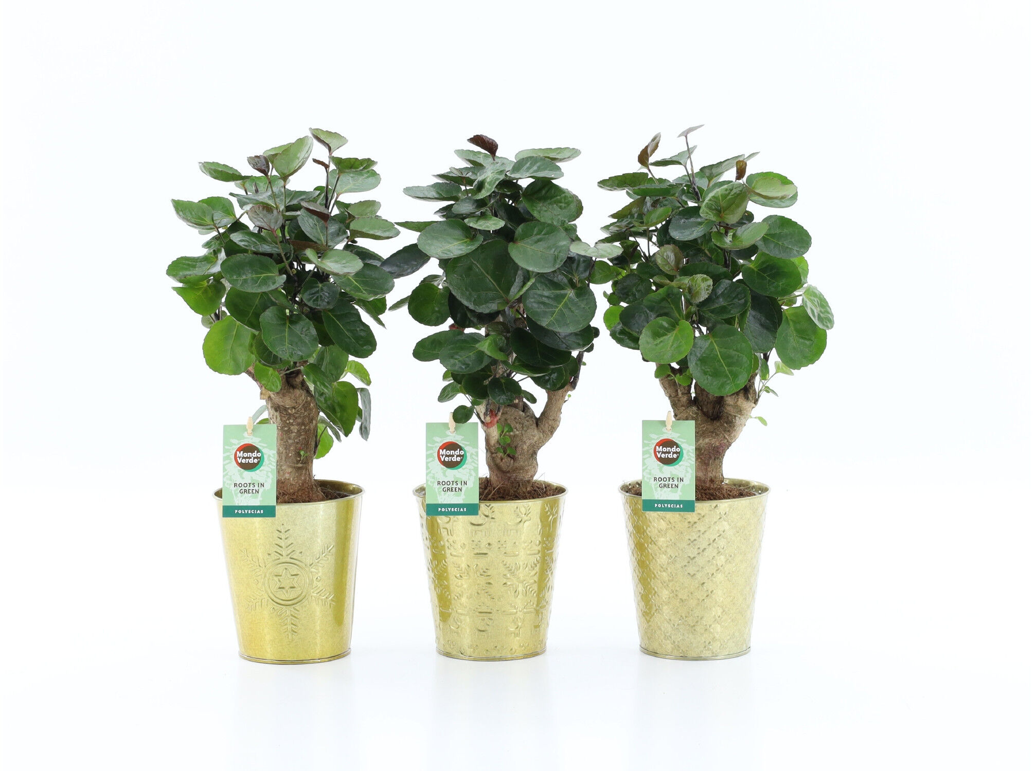 POLYSCIAS FABIAN (&Aacute;RVORE-DA-FELICIDADE) VASO CERAMICA VASO 13 MODELOS SORTIDOS image number 1