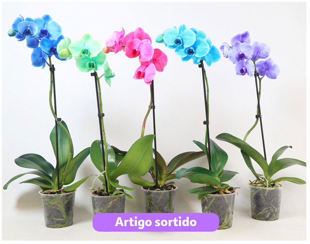 ORQU&Iacute;DEA ROYAL COLORFUL +6 FLORES CORES SORTIDAS