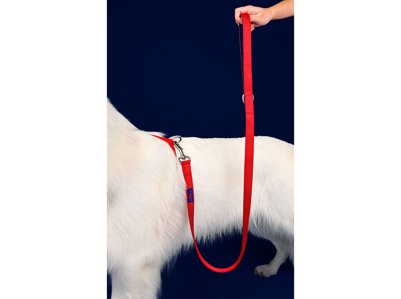 TRELA PARA C&Atilde;O DASHI ELEMENTS RED L image number 1