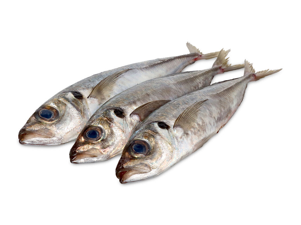 CARAPAU MEDIO FRESCO KG