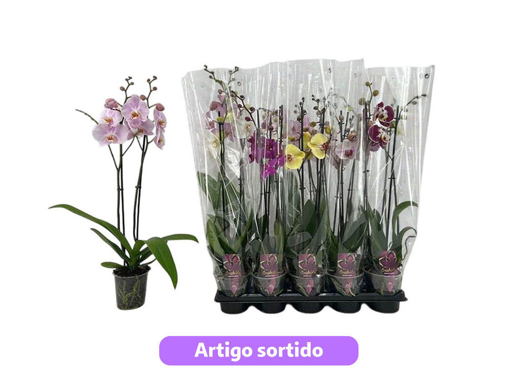 PHALAENOPSIS 2 HASTES VASO12 CORES SORTIDAS