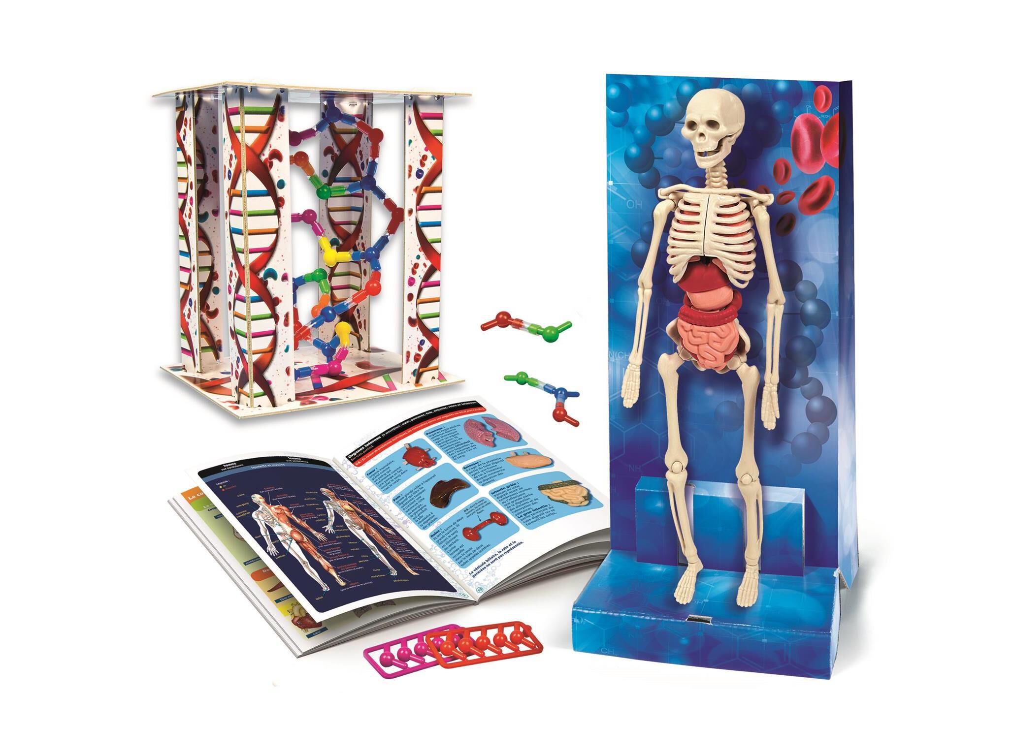 O CORPO HUMANO CLEMENTONI image number 1