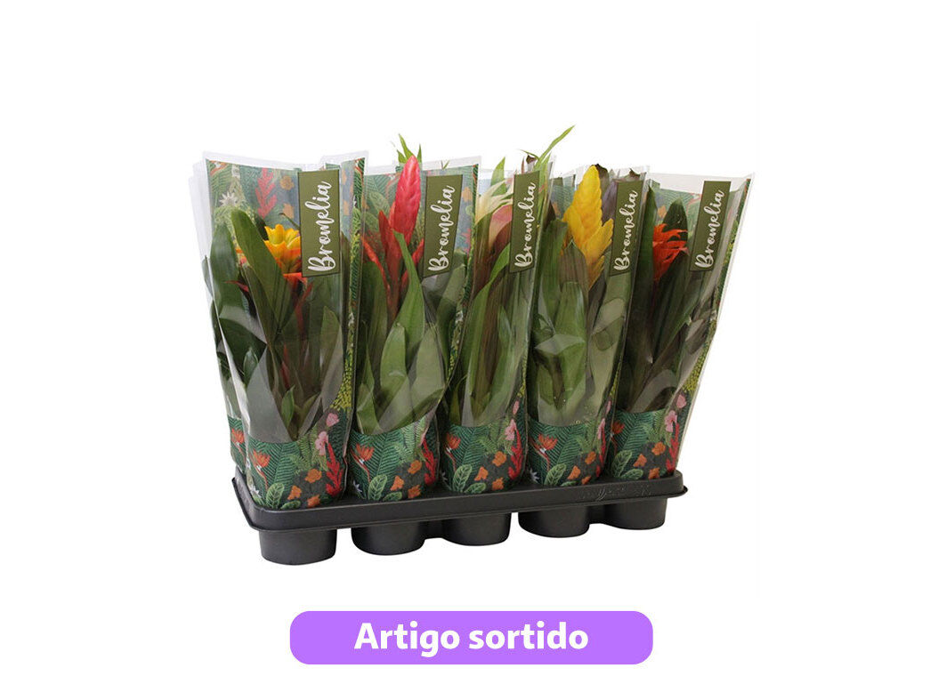 BROMELIA MIX VASO 12 CORES SORTIDAS