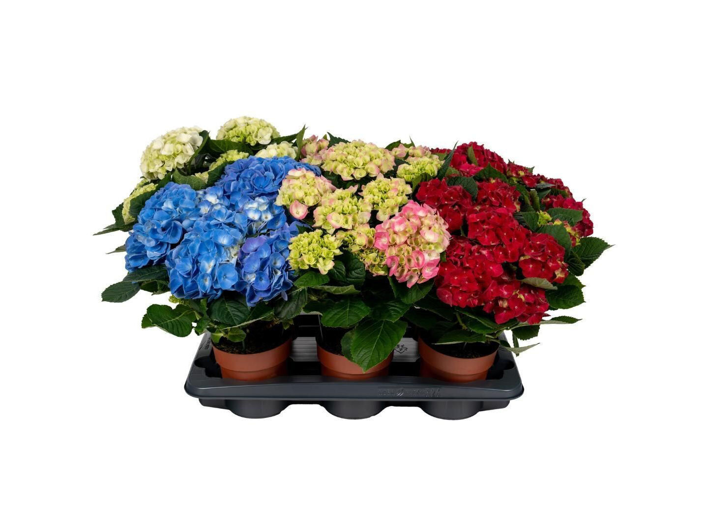 HYDRANGEA MACROPHYLLA (HORT&Ecirc;NSIA) MIX VASO 13 MODELOS SORTIDOS image number 1