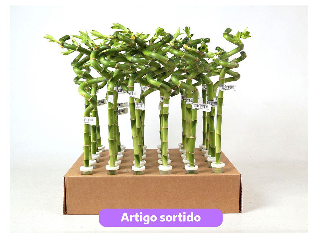 LUCKY BAMBOO ESPIRAL EM PROVETA 40 CM MODELOS SORTIDOS