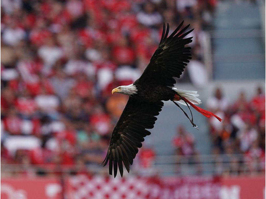 ENTRETENIMENTO ODISSEIAS SLBENFICA TOUR EST&Aacute;DIO E MUSEU image number 5