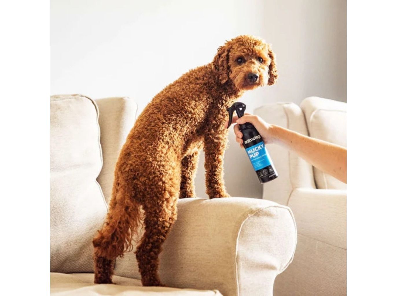 CHAMP&Ocirc; C&Atilde;O ANIMOLOGY S/ENXAGUAR MUCKY PUP 250ML image number 1