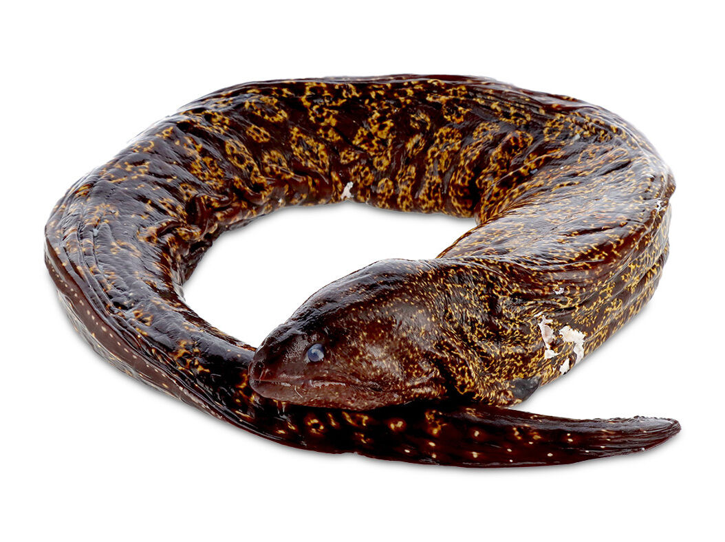 MOREIA FRESCA INTEIRA KG image number 0